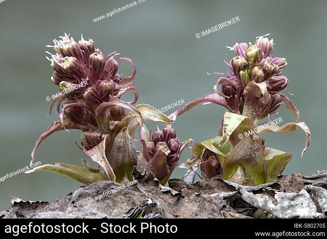 Common butterbur (Petasites hybridus), Kundler Klamm, Kundl, Tyrol, Austria, Europe