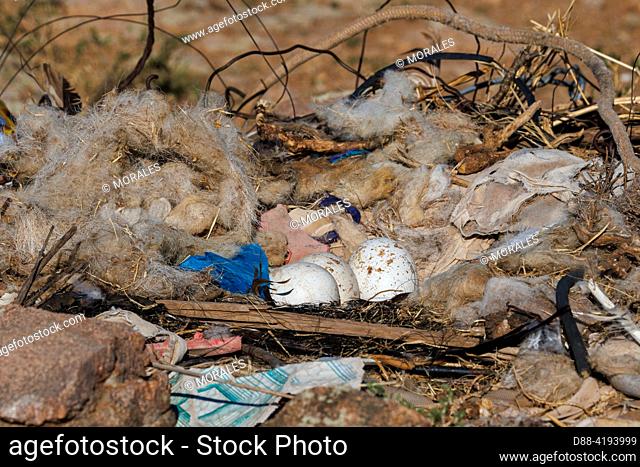 Asia, Mongolia, Eastern Mongolia, Steppe, Steppe Eagle (Aquila nipalensis), nest made of multiple materials with 3 eggs