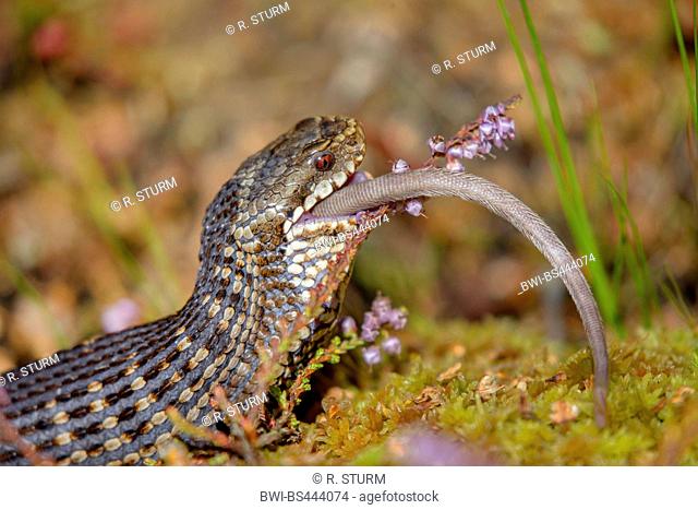 Adder, common viper, common European viper, common viper (Vipera berus), has nearly completely eaten a captured mouse  , Germany, Bavaria, Niederbayern