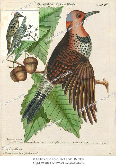 Colaptes auratus, Print, The northern flicker (Colaptes auratus) or common flicker is a medium-sized bird of the woodpecker family