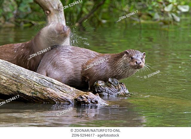 Eurasischer Fischotter / European otter / Lutra lutra