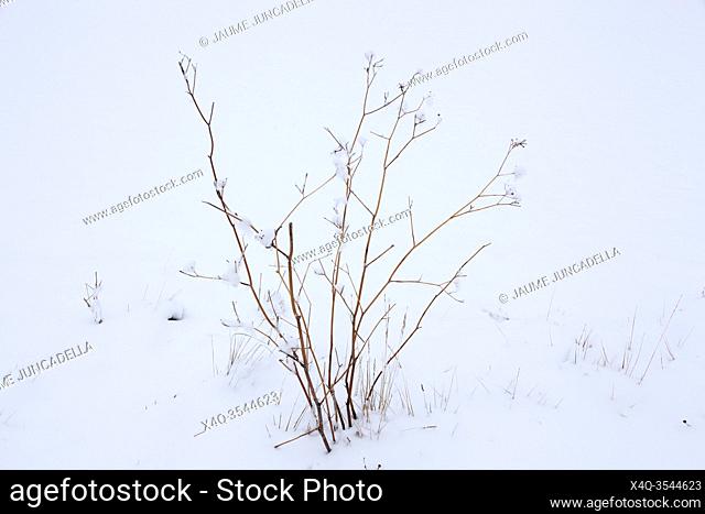 Snow in the branches
