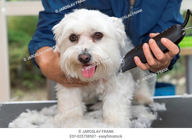 The white Maltese dog is trimming by electric razor by female groomer. Dog is looking to the camera