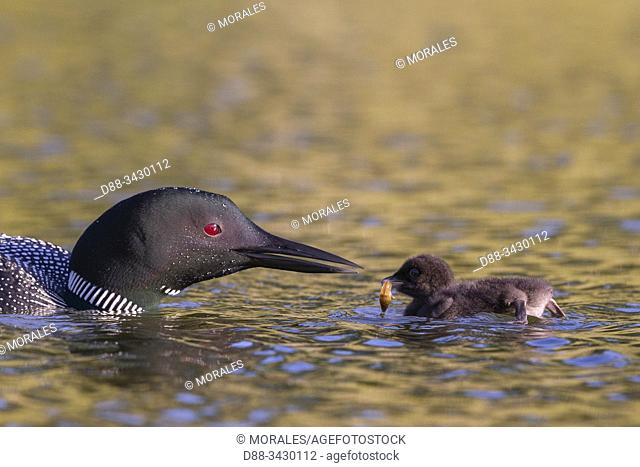 United States, Michigan, Common Loon (Gavia immer), on a lake, parents with a baby, feeding with a crayfish