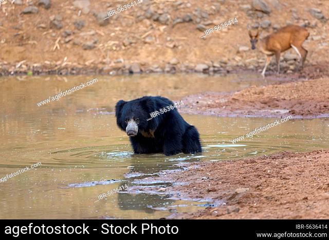 Sloth bear (Melursus ursinus), adult bear bathing in waterhole, with Indian indian muntjac (Muntiacus muntjak) in background, Tadoba National Park, Maharashtra