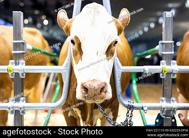 15 November 2022, Lower Saxony, Hanover: A cow stands in a milking device at the ""EuroTier"" trade fair. The world's leading trade fair for professional animal...