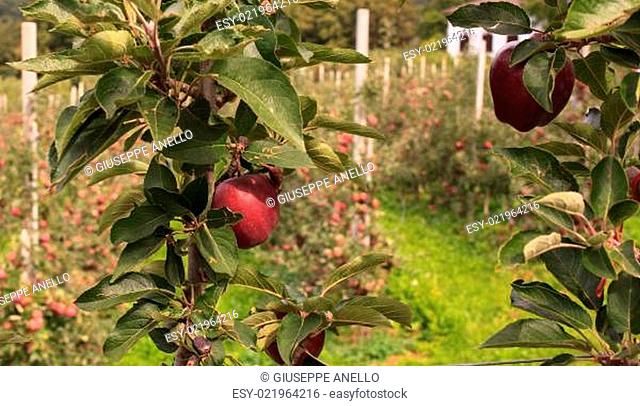 Trentino apples