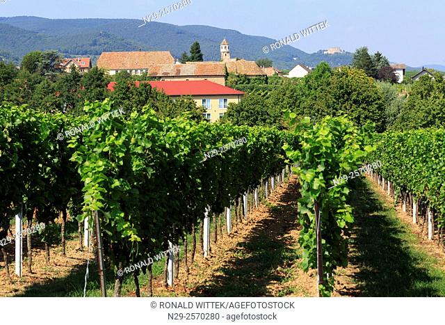 Edenkoben, vines, Hambach Castle, Vineyard, Winery, Southern Wine Route, Rhineland-Palatinate, Germany