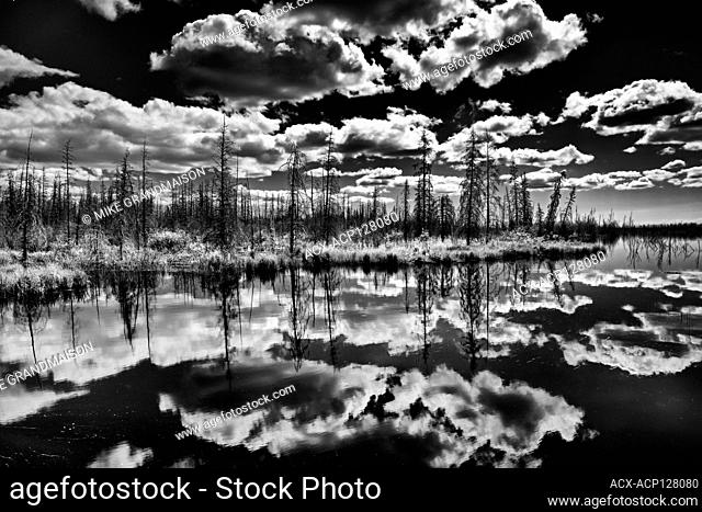 Clouds and boreal forest reflected in wetland Near Yellowknife Northwest Territories Canada