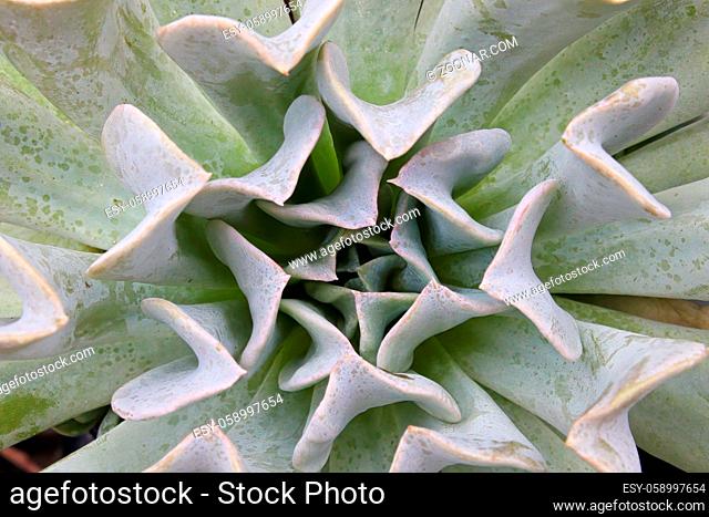 Macro center of a Topsy Turvey succulent plant