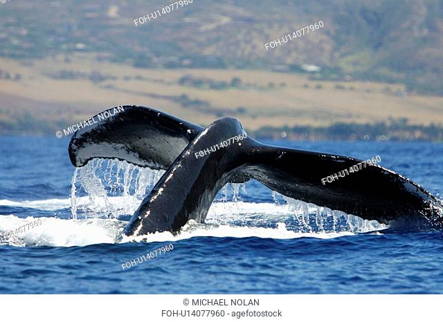 Humpback Whale Megaptera novaeangliae in the AuAu Channel, Maui, Hawaii, USA. Pacific Ocean