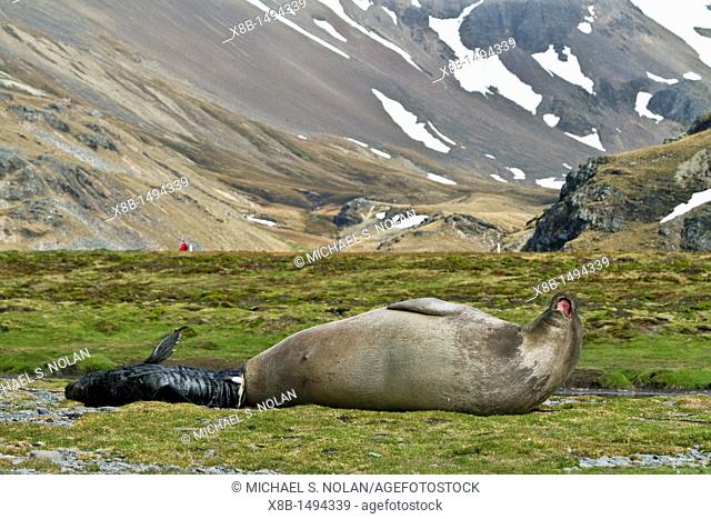Pregnant female southern elephant seal Mirounga leonina giving birth on the beach near the abandoned whaling station at Stromness Bay on South Georgia Island in...