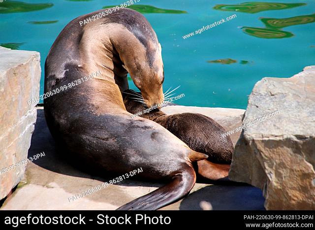 30 June 2022, North Rhine-Westphalia, Cologne: A sea lion cub cuddles with its mother. The sea lion offspring has recently been splashing around in Cologne Zoo