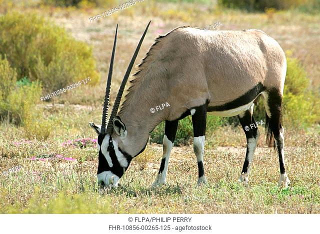 Gemsbok Oryx gazella adult grazing, Sanbona Wildlife Reserve, Karoo, South Africa