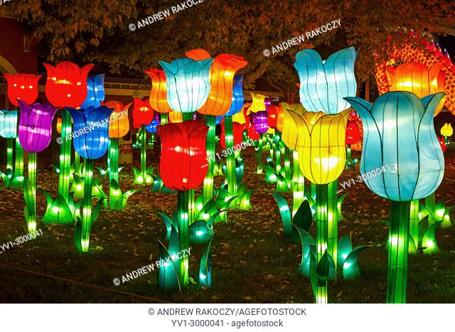Chinese Lantern Festival to celebrate the Chinese New Year tulip