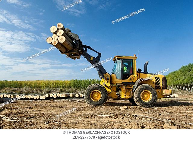 Tractor carrying load of poplar tree trunks used for plywood manufacture with stand of poplar trees in background in north of Spain