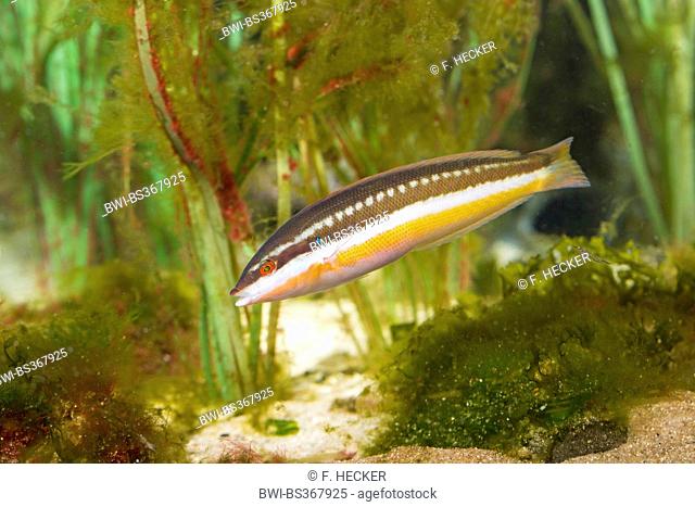 Mediterranean rainbow wrasse, Rainbow wrasse, Mediterranean rainbowfish (Coris julis, Labrus julis), female