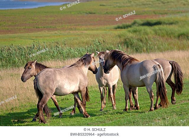 Konik horse (Equus przewalskii f. caballus), five stallions standing in a meadow and squabbling with each other, Germany, Schleswig-Holstein
