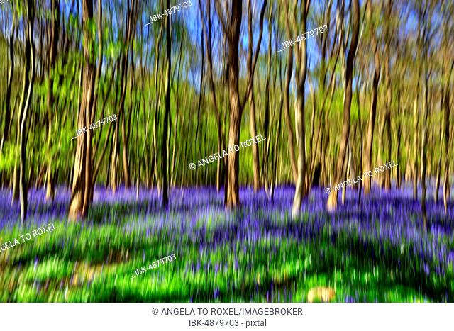 Common bluebell (Hyacinthoides non-scripta) flower in beech forest, spring forest, blur effect, Vlaams-Brabant, Belgium