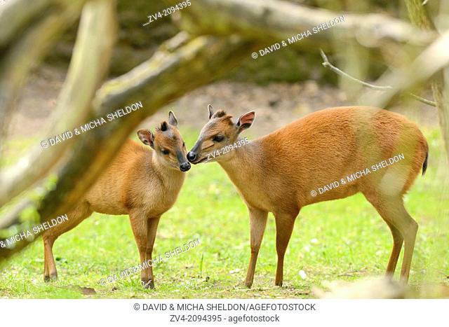 Two Red forest duiker (Cephalophus natalensis) kissing the other