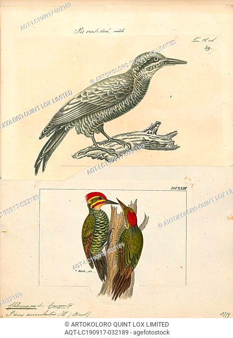 Chloronerpes aurulentus, Print, 1700-1880