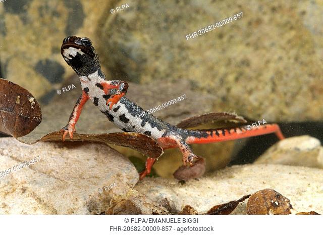Northern Spectacled Salamander Salamandrina perspicillata adult, underwater, Italy