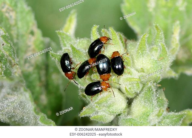 Group of black bugs crawling on a plant