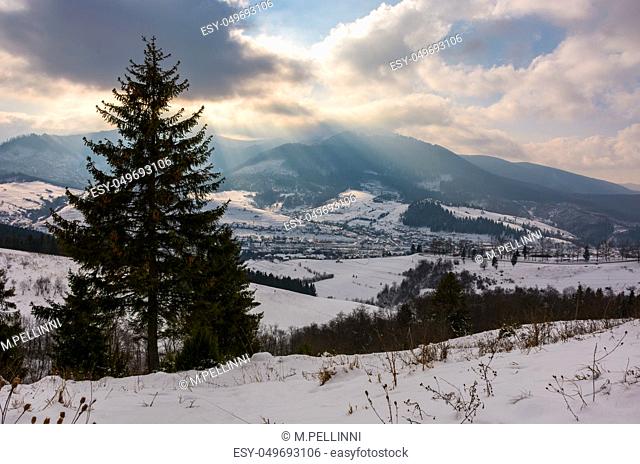 spruce tree on snowy hillside on cloudy winter day. beautiful nature scenery. location outskirts of Volovets town in Carpathian mountains, Ukraine