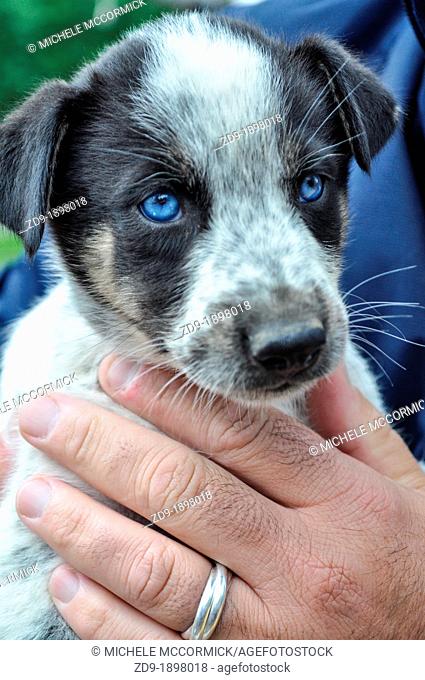 A mixed breed puppy is a prospect for Iditarod training