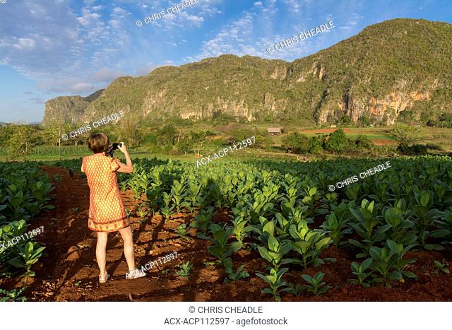 Traveller looks out to view ripe tobacco plants and limestone cliffs, Vinales, Cuba