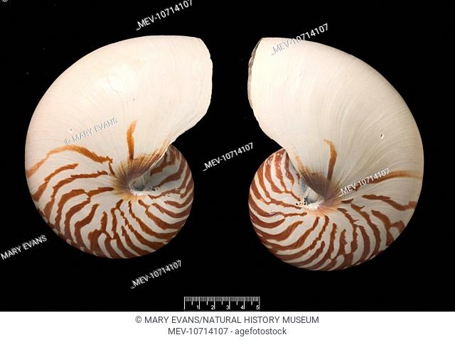 A pair of common nautilus (Nautilus pompilius). Nautilus are the closest living creature to the extinct ammonites, they can be found in the west Pacific
