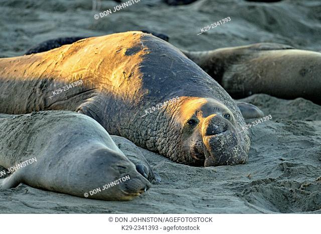 Northern elephant seal (Mirounga angustirostris) Hauled out animals resting in breeding rookery, San Simeon, Piedras Blancas Rookery, California, USA