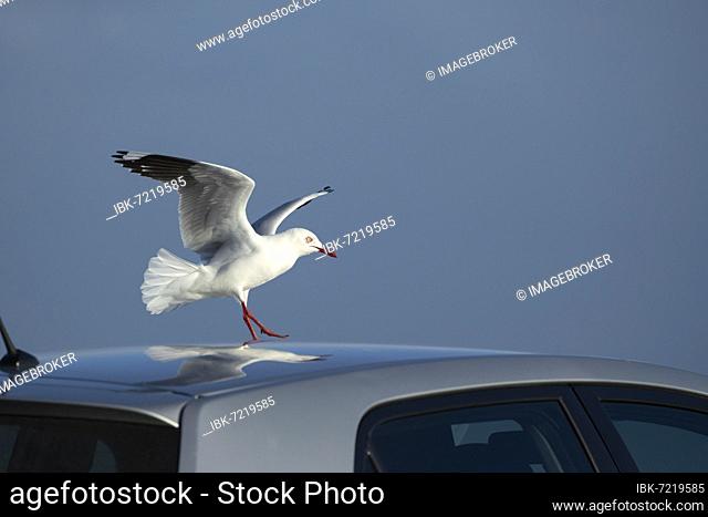 Silver gull (Chroicocephalus novaehollandiae) adult bird on a car roof, Victoria, Australia, Oceania