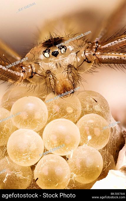 Macro focus stacking picture of Daddy Long-legs Spider (Pholcus phalangioides) Female on eggs in Devon in England, UK