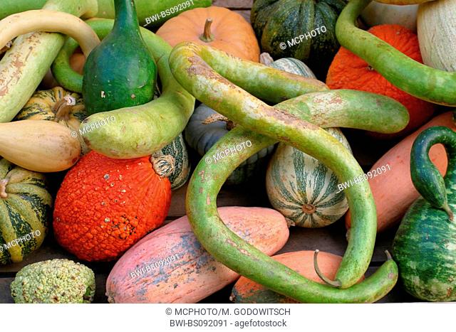 ornamental pumpkin (Cucurbita pepo convar. microcarpina), fruits mixed with Lagenaria siceraria