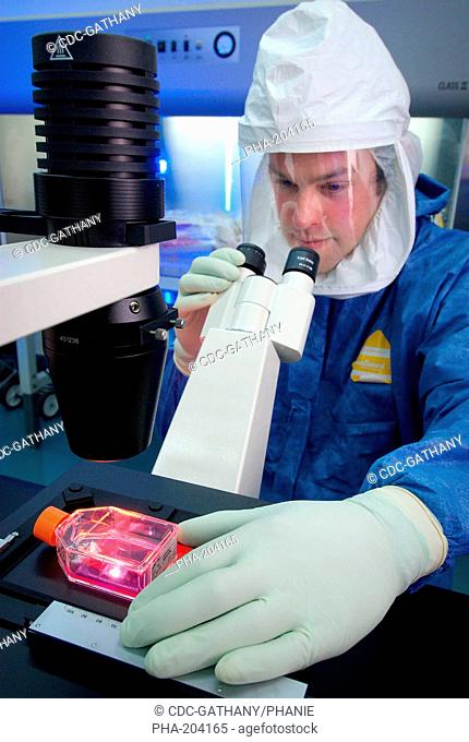 Reasercher examining a culture flask containing Madin-Darby Canine Kidney epithelial cells MDCK, and looking for any signs of growth of a stock of influenza...