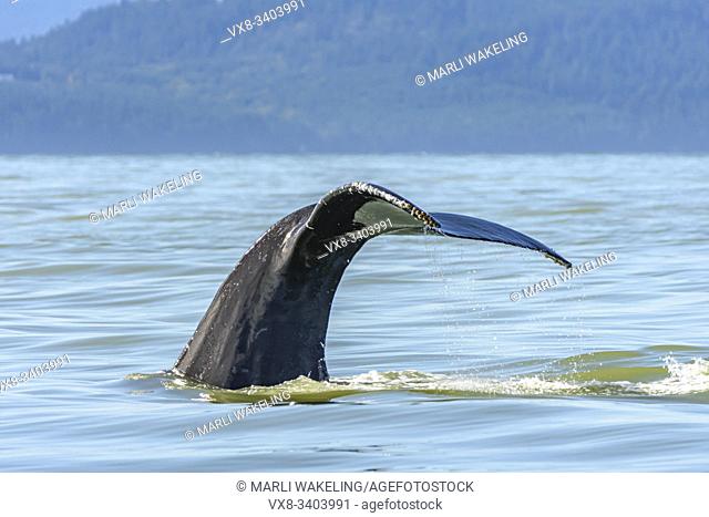 Humpback whale, Megaptera novaeangliae, Salish Sea, British Columbia, Canada, Pacific