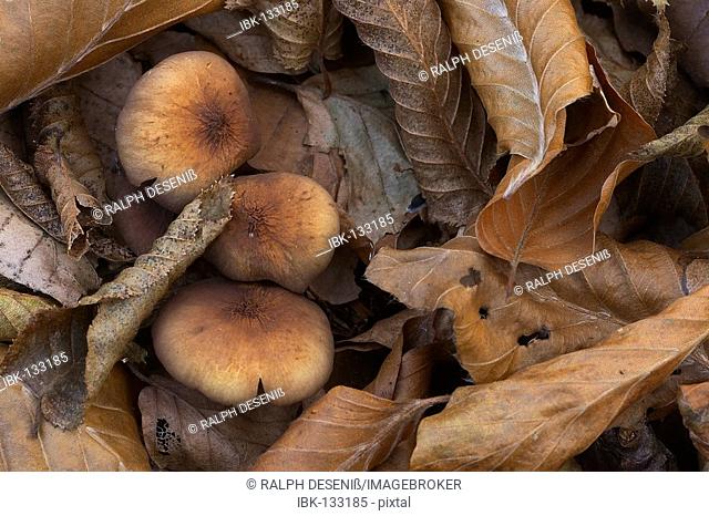 Mushrooms and autumn foliage