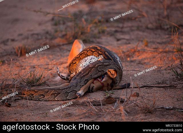 African Rock Python, Python sebae, constricts an impala, Aepyceros melampus