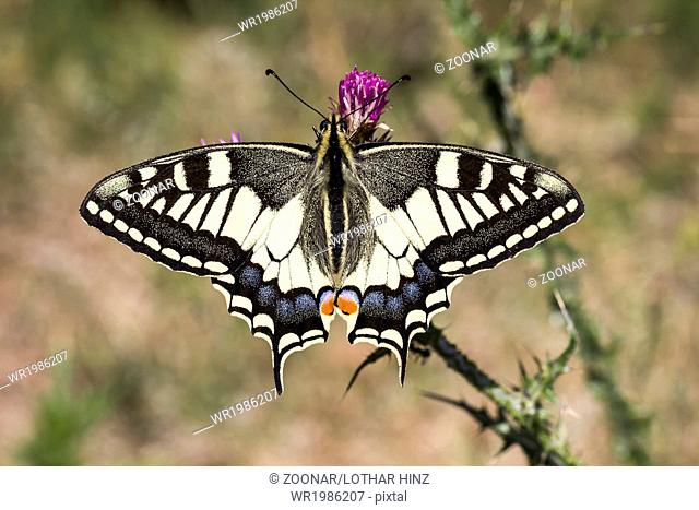 Papilio machaon, Swallowtail butterfly from Europe