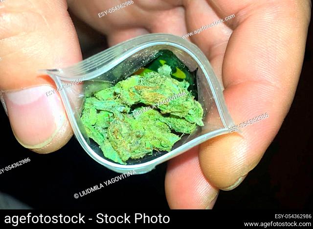 A bag of marijuana in the hands of a rastaman man. Dose of marijuana soft drug, compressed leaves and hemp inflorescences