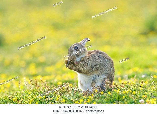 European Rabbit Oryctolagus cuniculus adult, grooming, sitting on coastal grassland, North Downs, Folkestone, Kent, England, summer