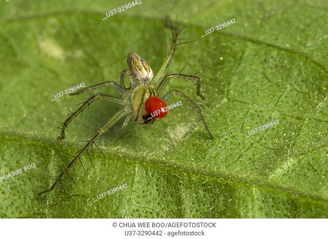 Lynux spider with parasite found at Kampung Satow, Sarawak, Malaysia