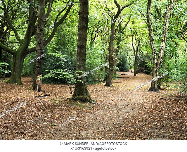 Hirst Wood in early autumn near Saltaire West Yorkshire England
