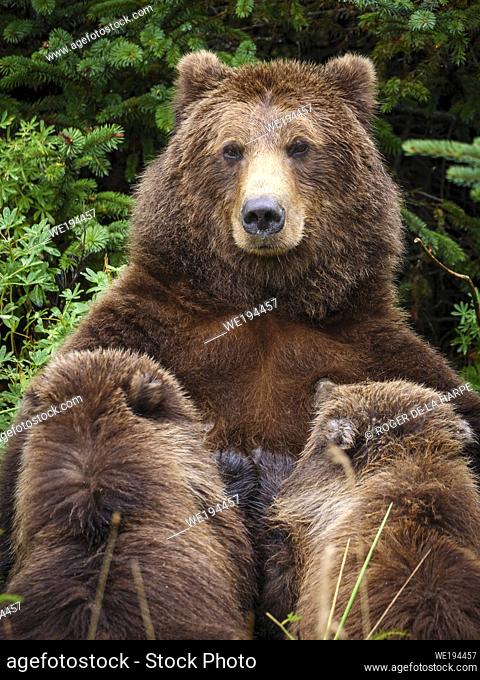 Coastal brown bear, also known as Grizzly Bear (Ursus Arctos) nursing cubs. South Central Alaska. United States of America (USA)