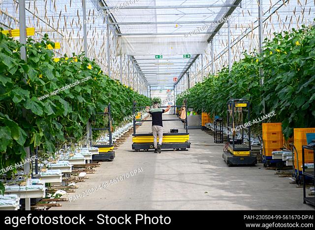 04 May 2023, Saxony-Anhalt, Sülzetal: Rows of cucumber plants stand in a greenhouse of the company ""Bördegarten"". ""Bördegarten"" is a company of the ""Wimex...