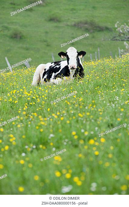 Cow lying in pasture