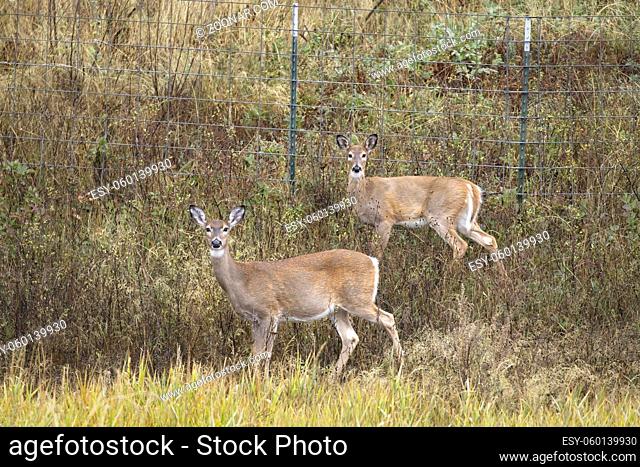 Two white tailed deer stare at the camera near Hauser Lake in north Idaho