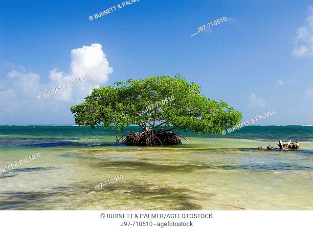 A lone mangrove tree thrives in teh shallows just off the sandy shores of Mahahual, Costa Maya, Yucutan Peninsula, Mexico, Caribbean Sea