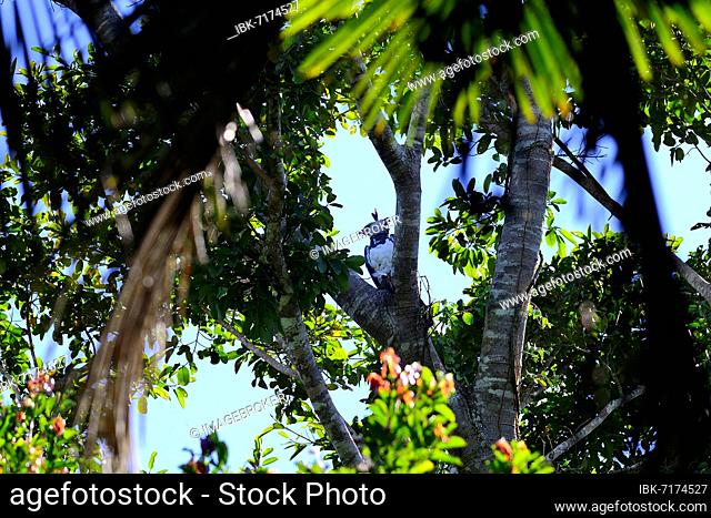 American harpy eagle (Harpia harpyja) sitting in tree with preyed common opossum (Didelphis marsupialis), Serere Eco Reserve, near Rurrenabaque, Beni District
